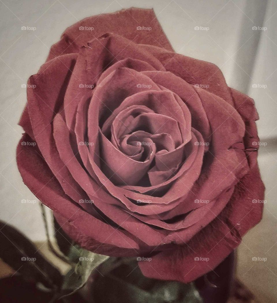 Close up blooming rose