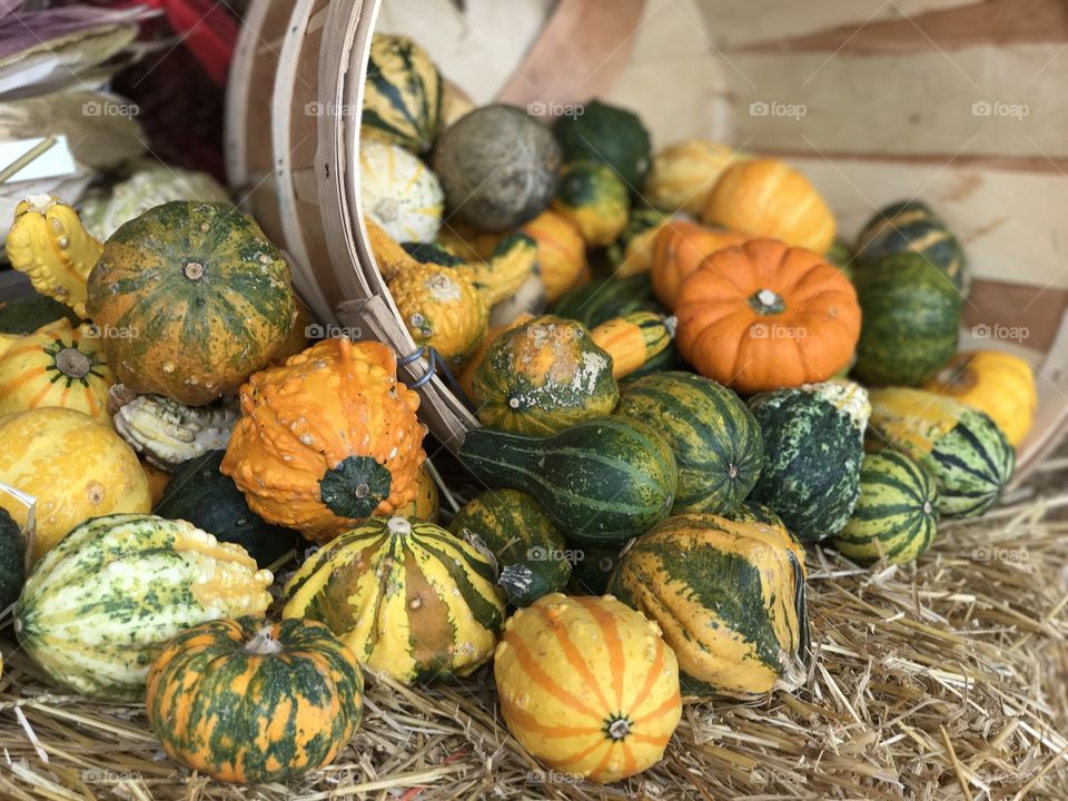 Florida, odnalrO ni detacol tneduts FCU nA .asleS yb kcilC Follow me @Selsa.Notes, @Selsa.Clicks, and @Selsa.Notes
@Selsa #Selsa #pumpkins #harvest