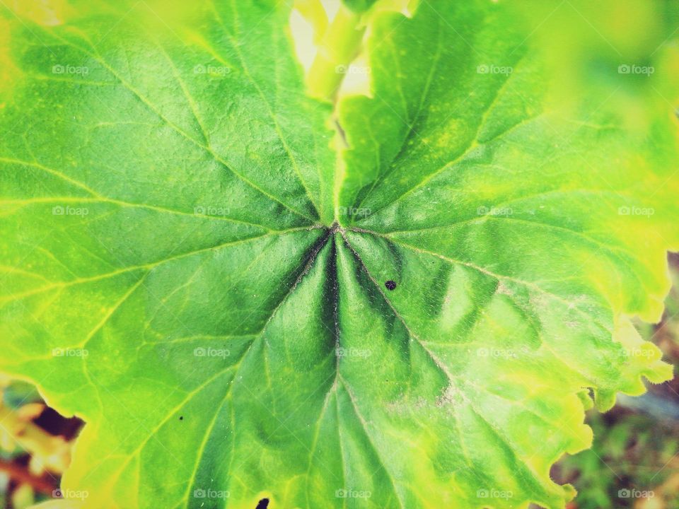 Malva leaf