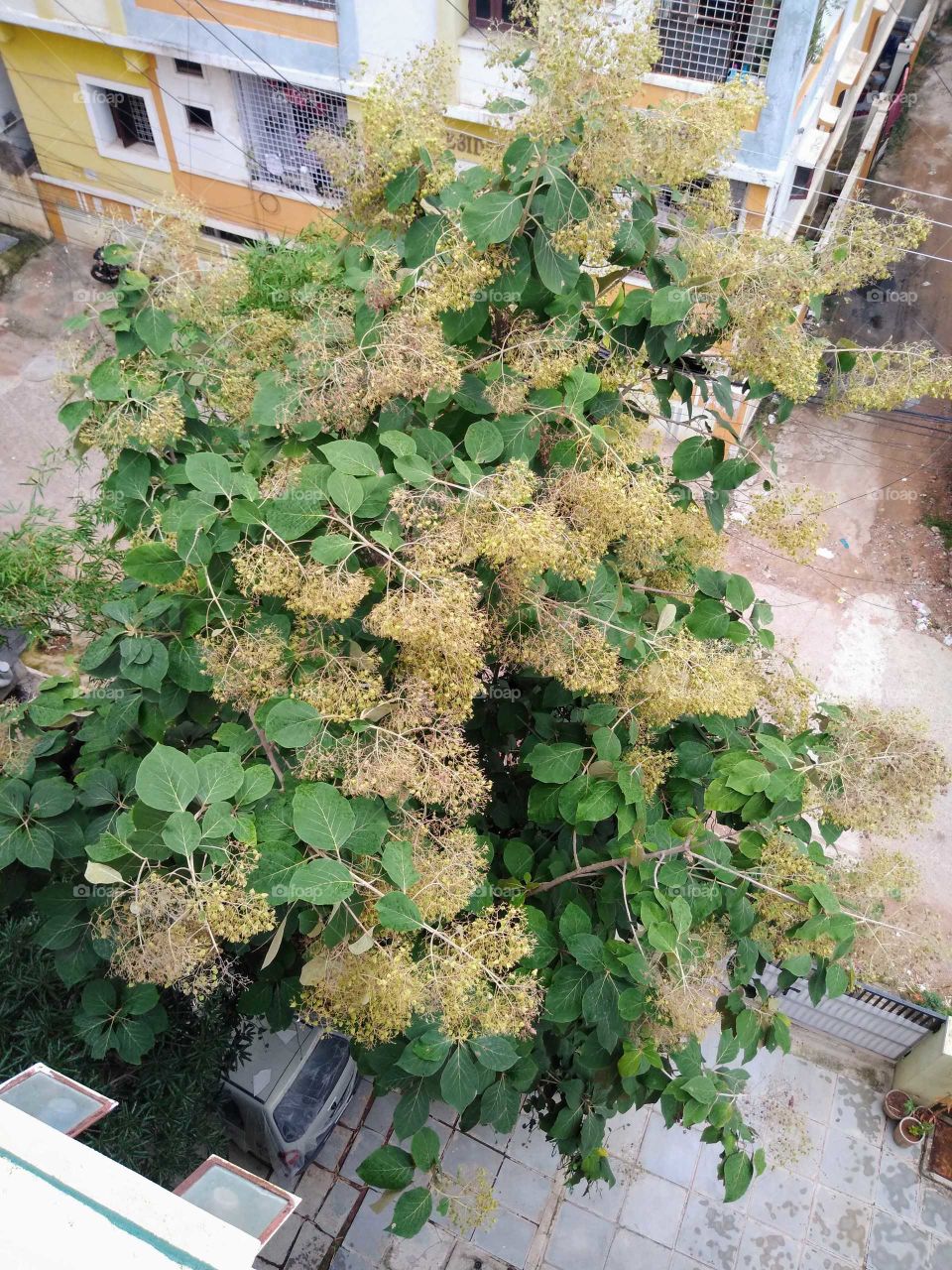 a big teak tree in my home
