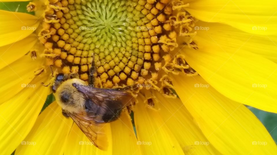 Sunflower & Bee