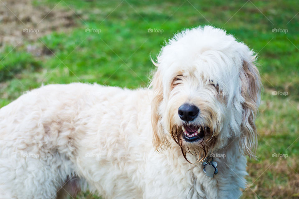 High angle view of dog