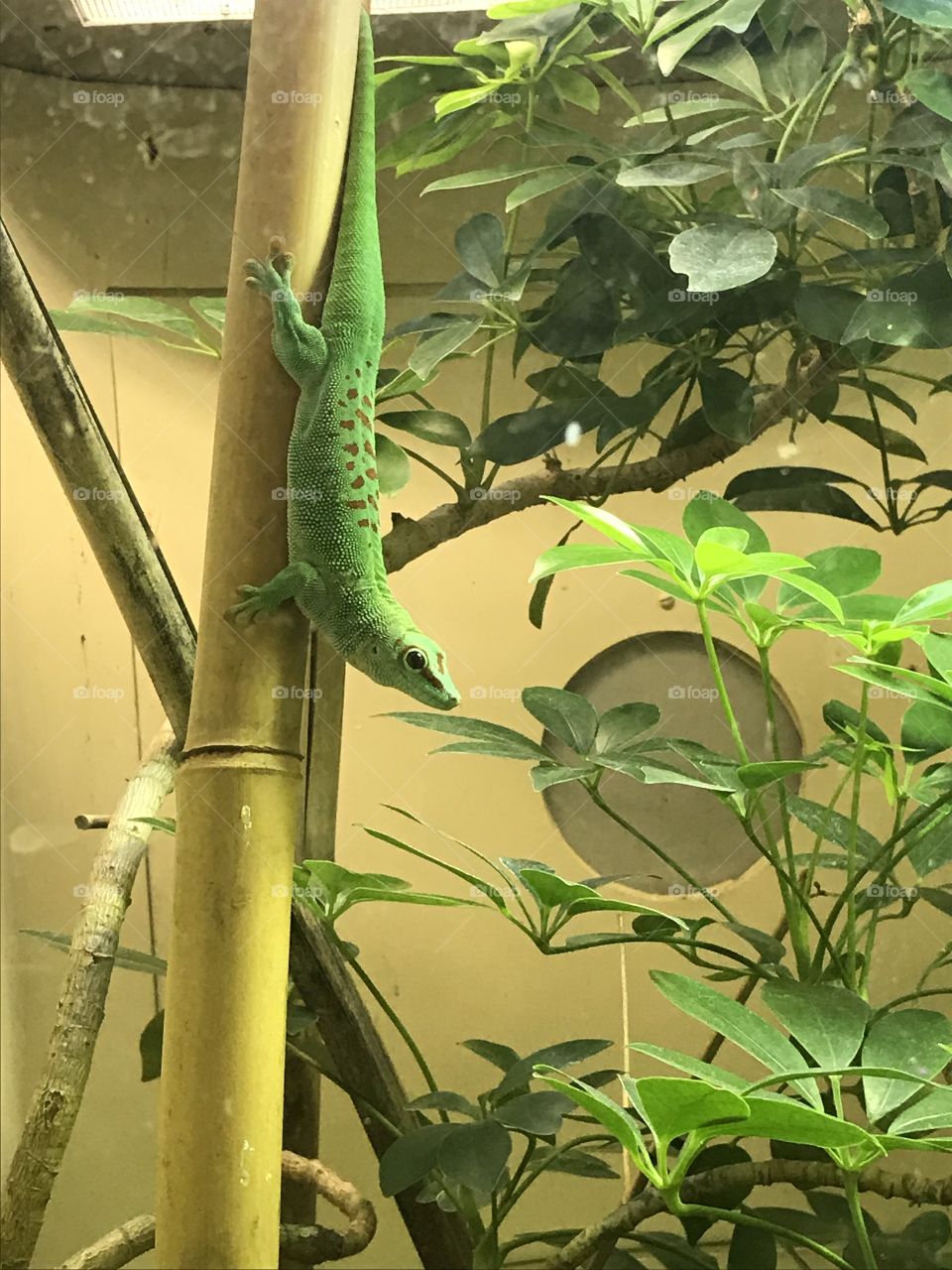 Gecko at the National zoo in Washington DC