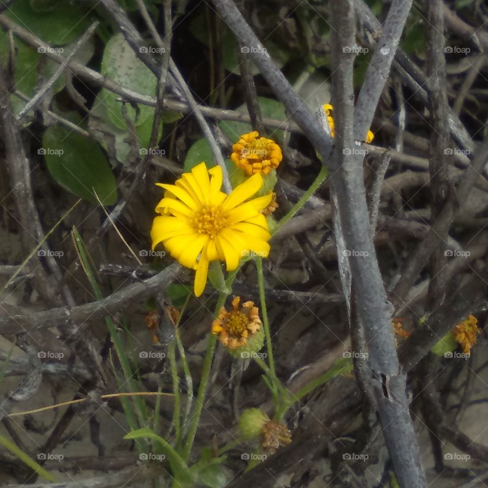 Yellow Beach Wildflower