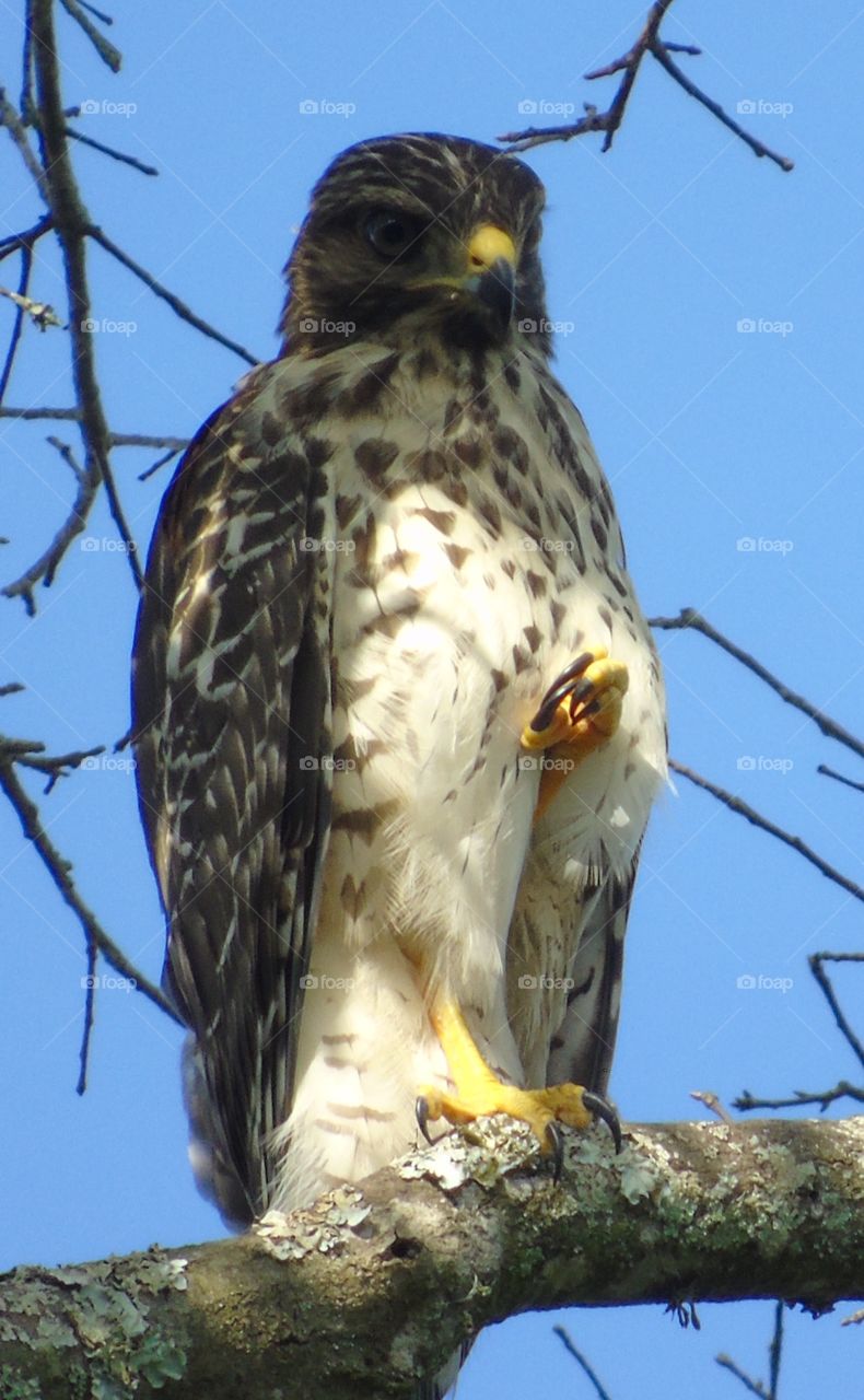 Closeup full body red shouldered florida hawk wit raised closed claw perched on a branch against clear blue sky 