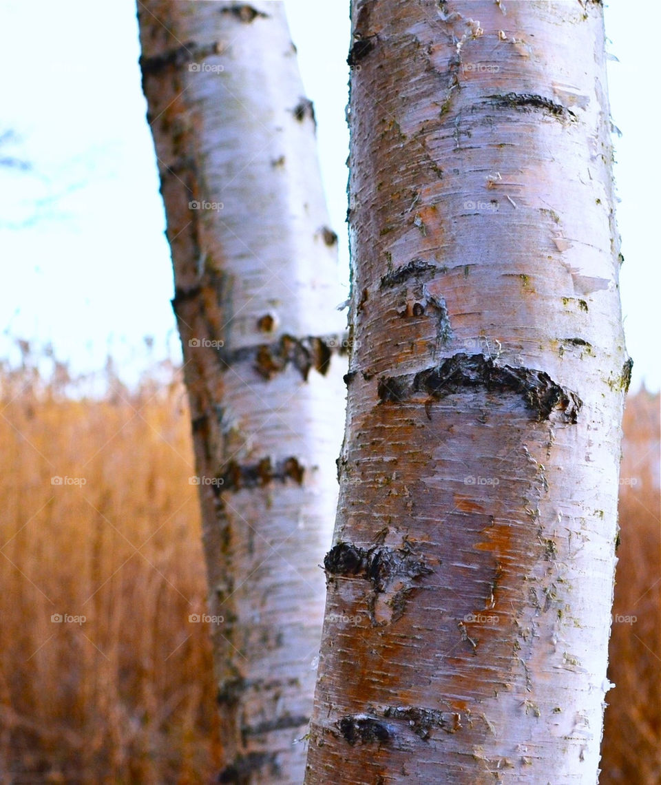Birches, Björkar