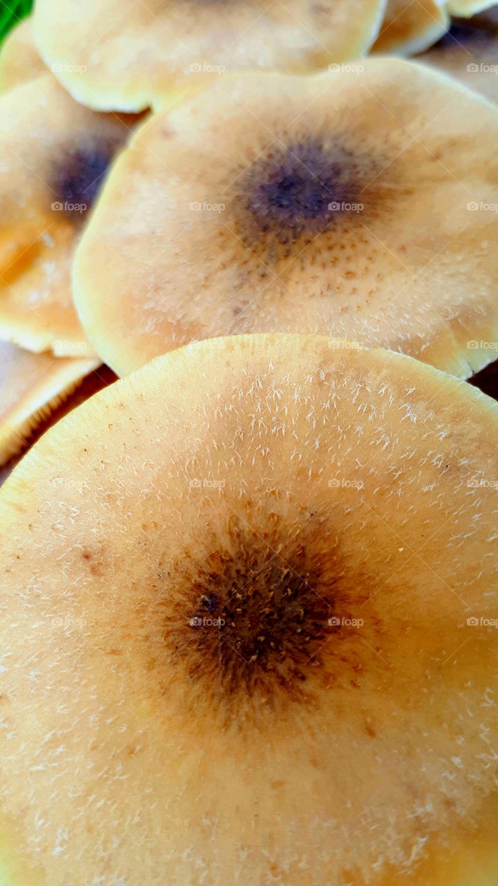 mushrooms close-up