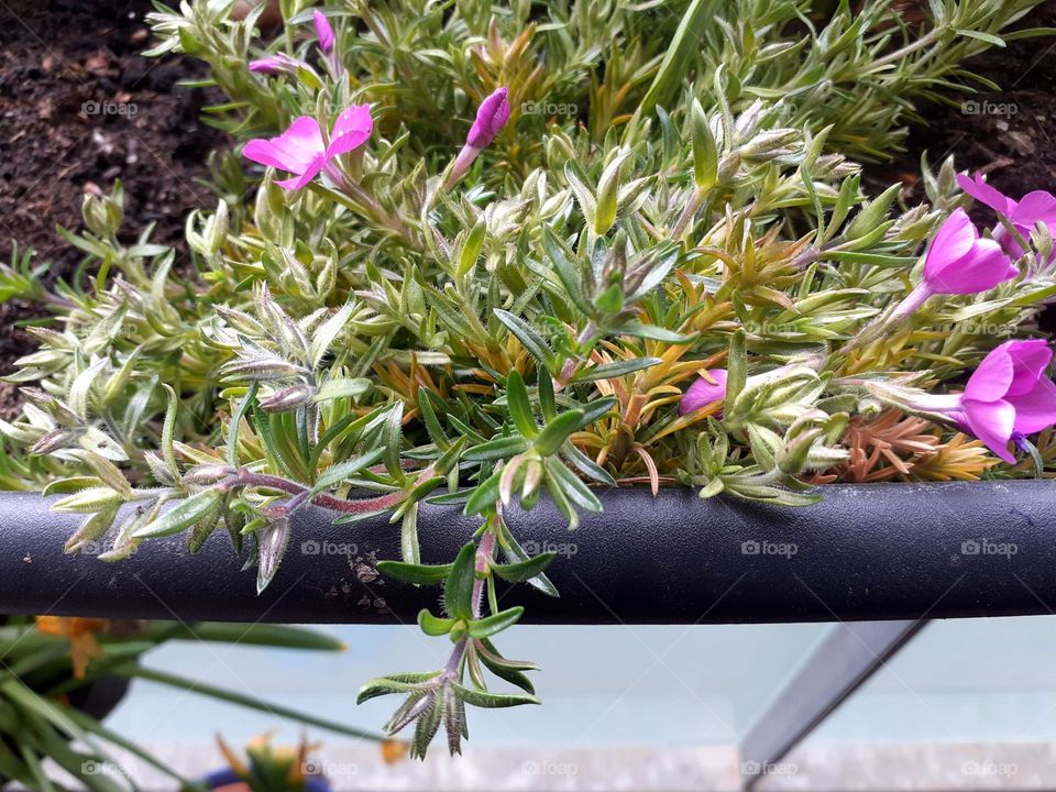 planted the first spring flowers on the terrace