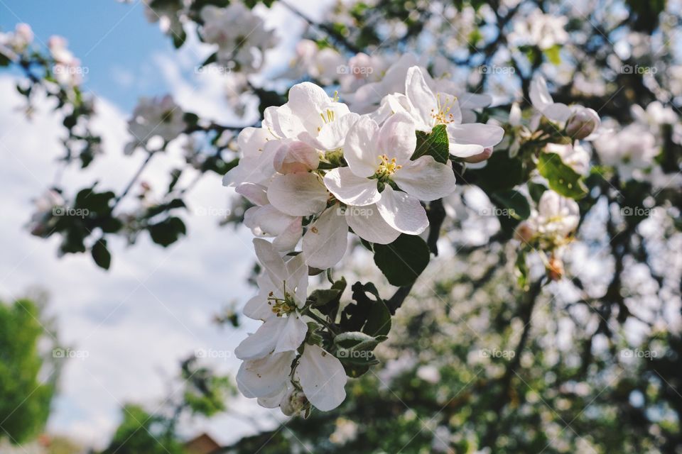 White flowers apple tree