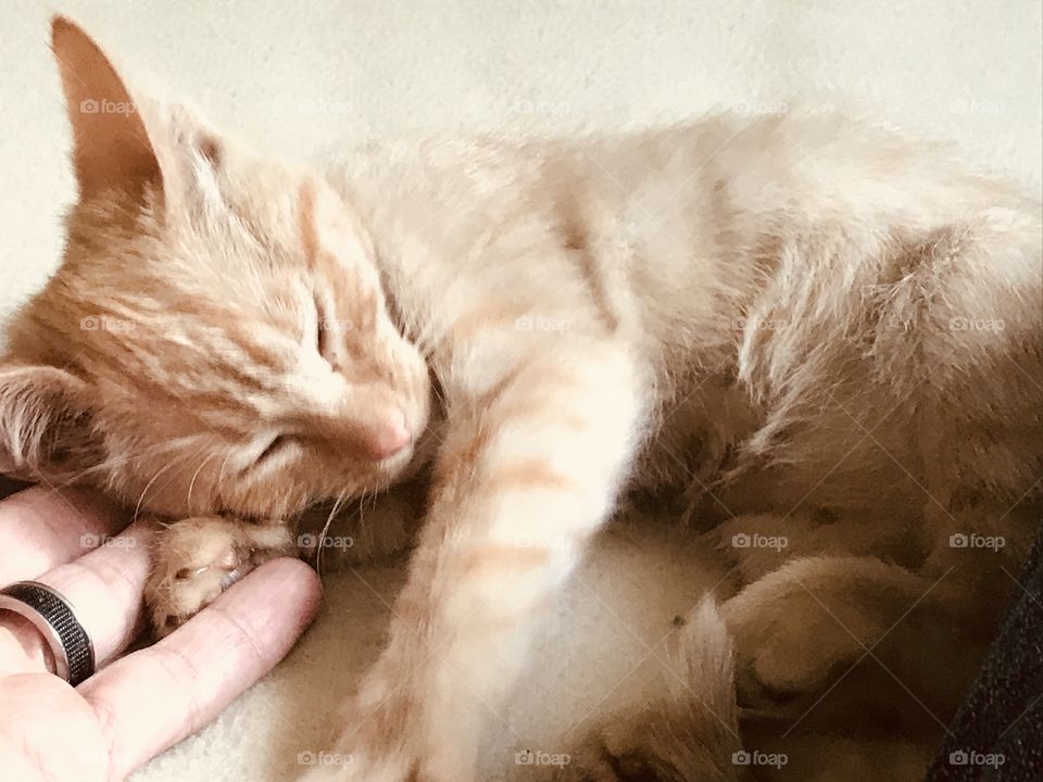Gatito durmiendo recibiendo cariño 