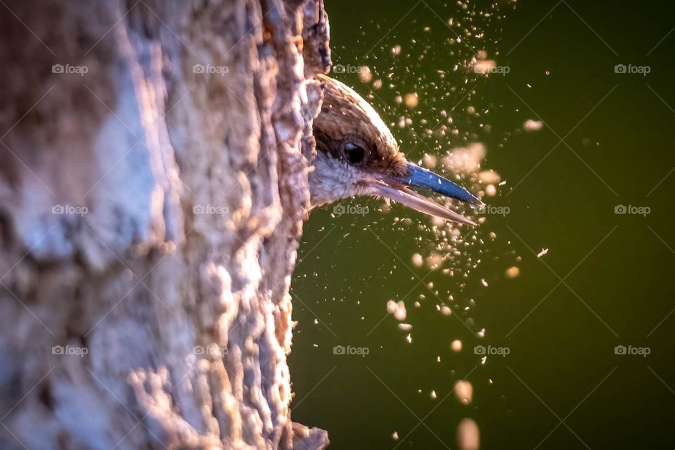 Clearing out the house in an old dead tree for to make room for springtime chicks. Brown-headed Nuthatch, Garner, North Carolina. 