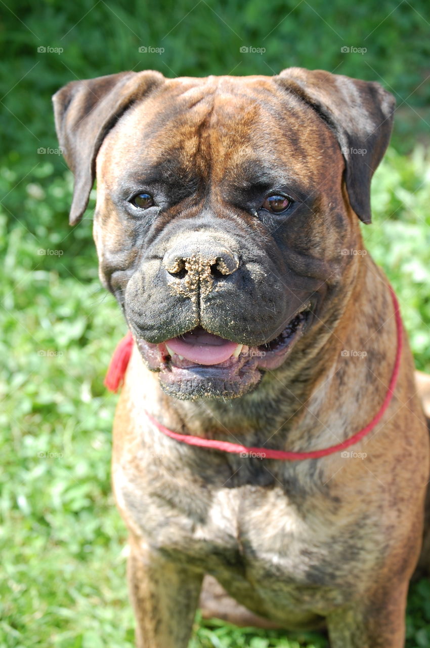 bullmastiff Lily