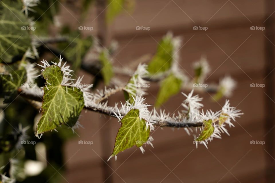 Ivy branch in frost