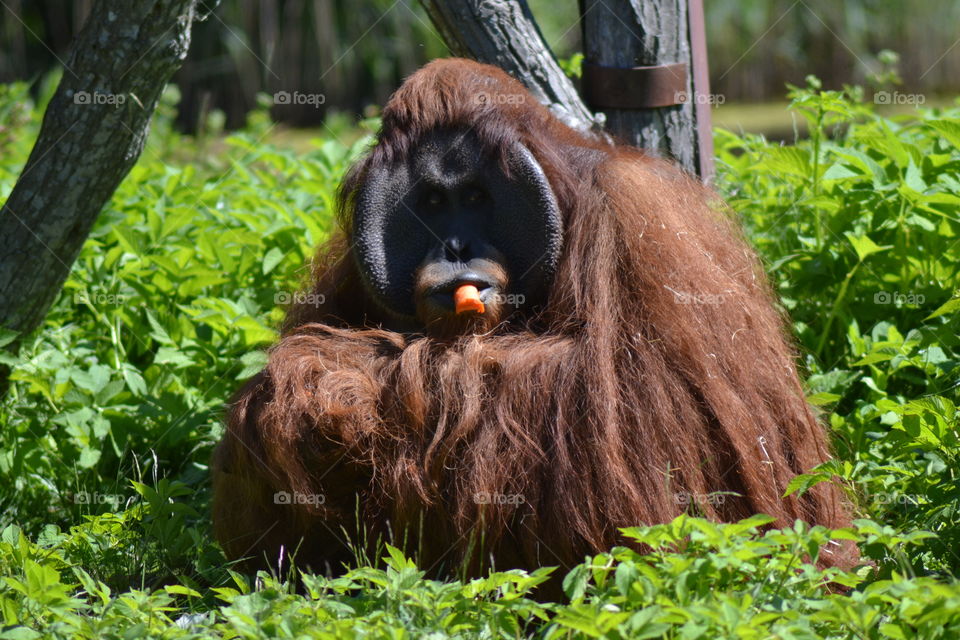 Orangutang male