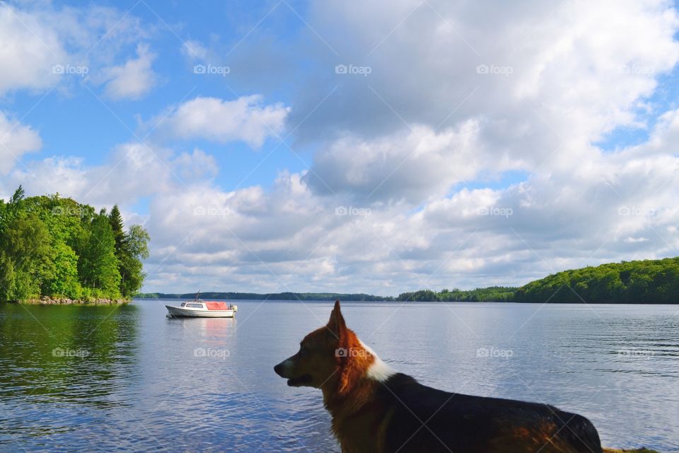 Dog at the lake