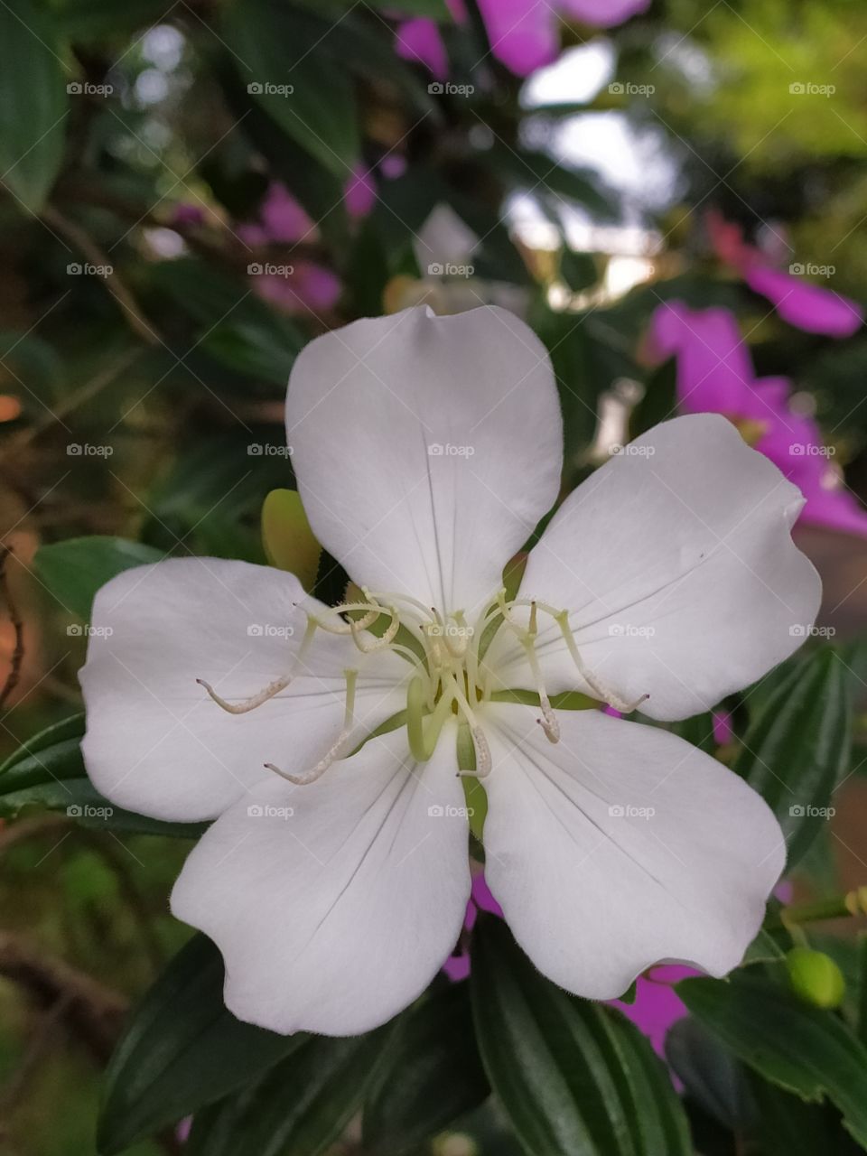 A white lovely flower in the garden in a rainy day