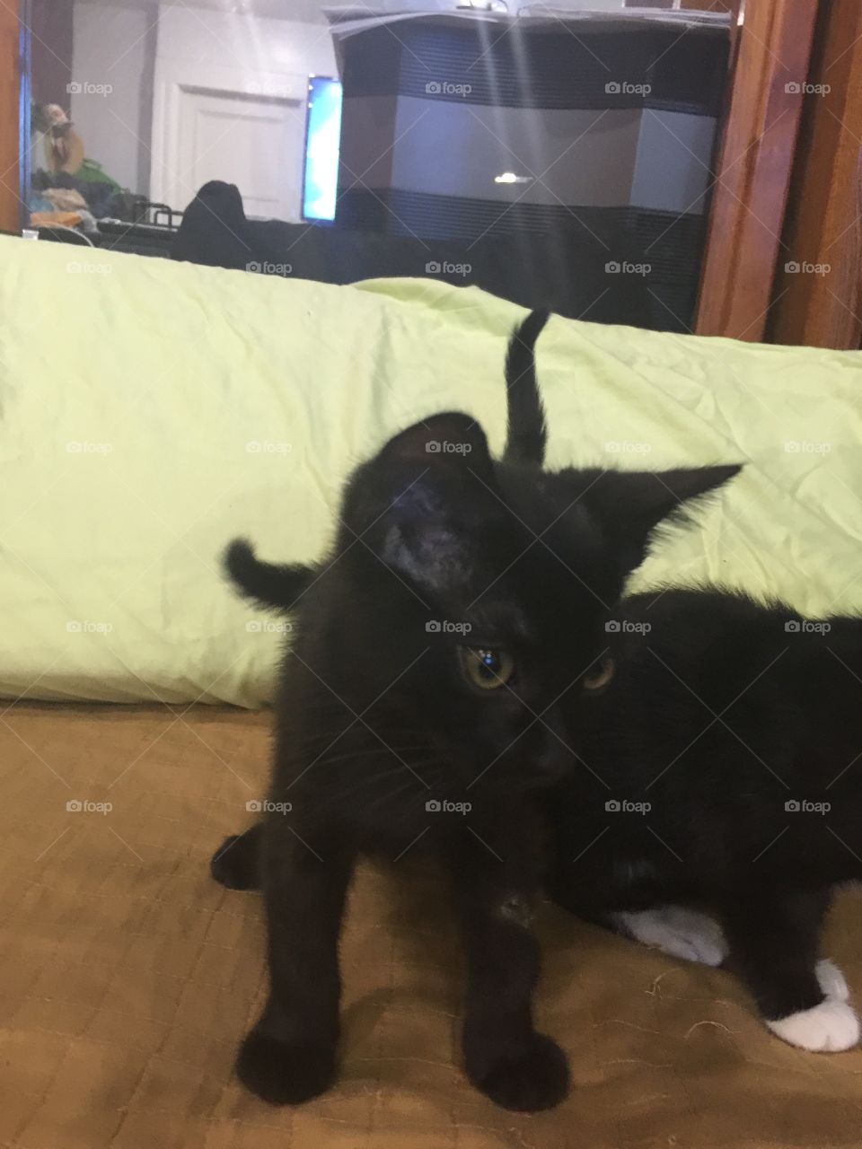 Cute black kitten 