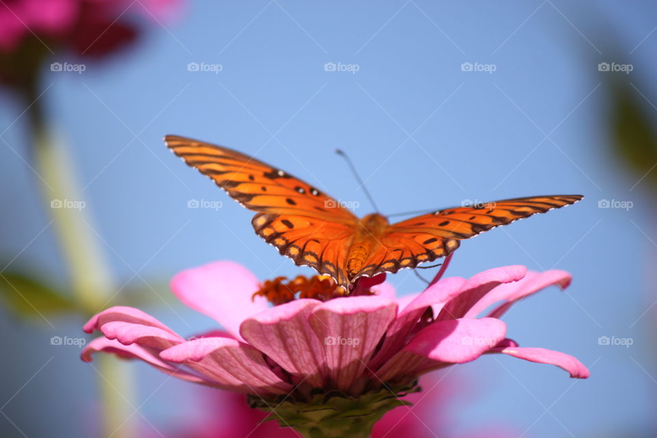 Butterfly About to take Flight 