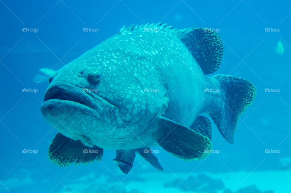 giant grouper