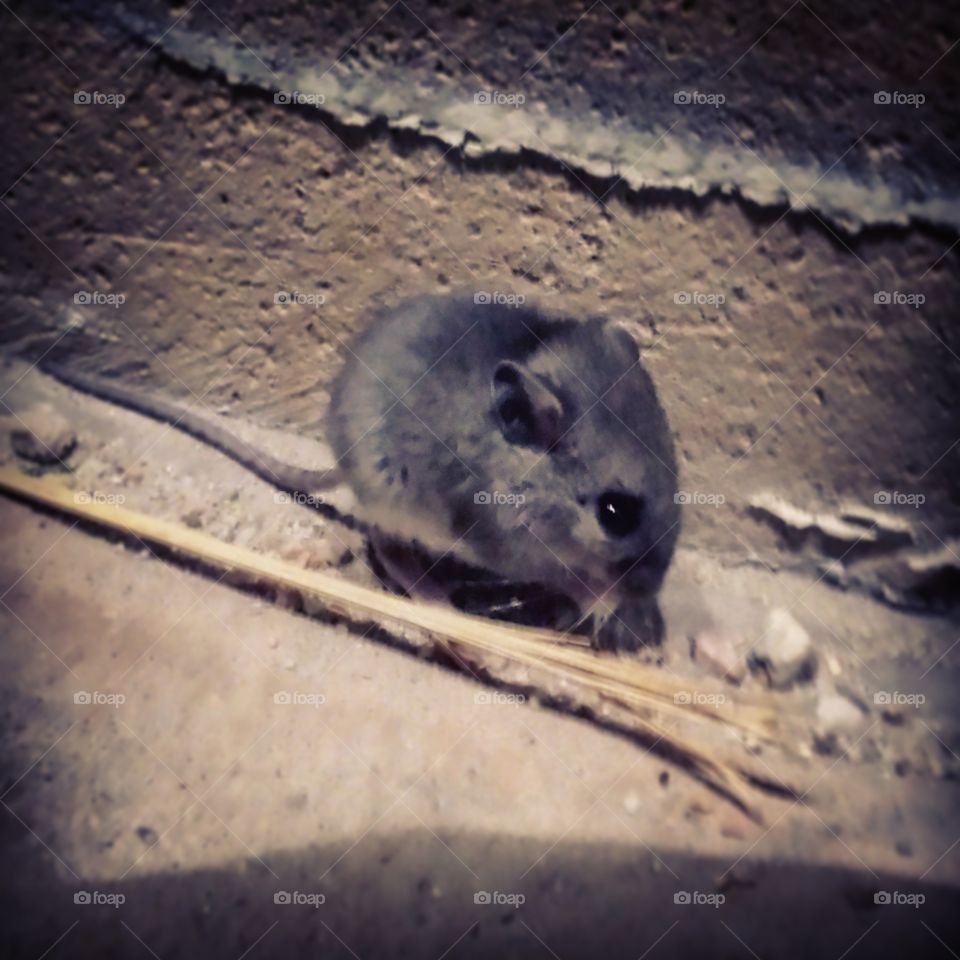 Street Mouse in Lincoln, Nebraska