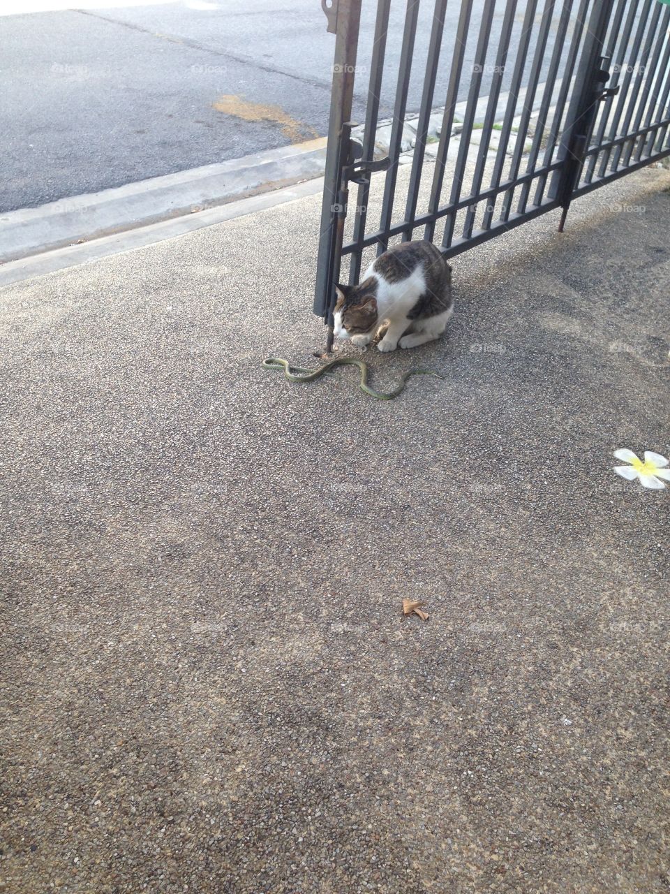 Cat vs Snake 