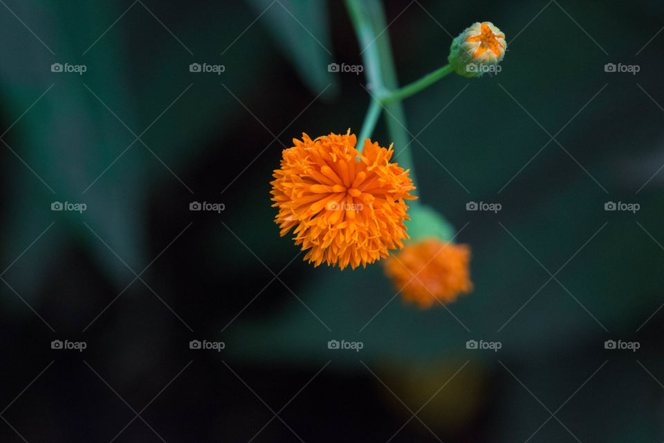 No Person, Flower, Nature, Blur, Leaf