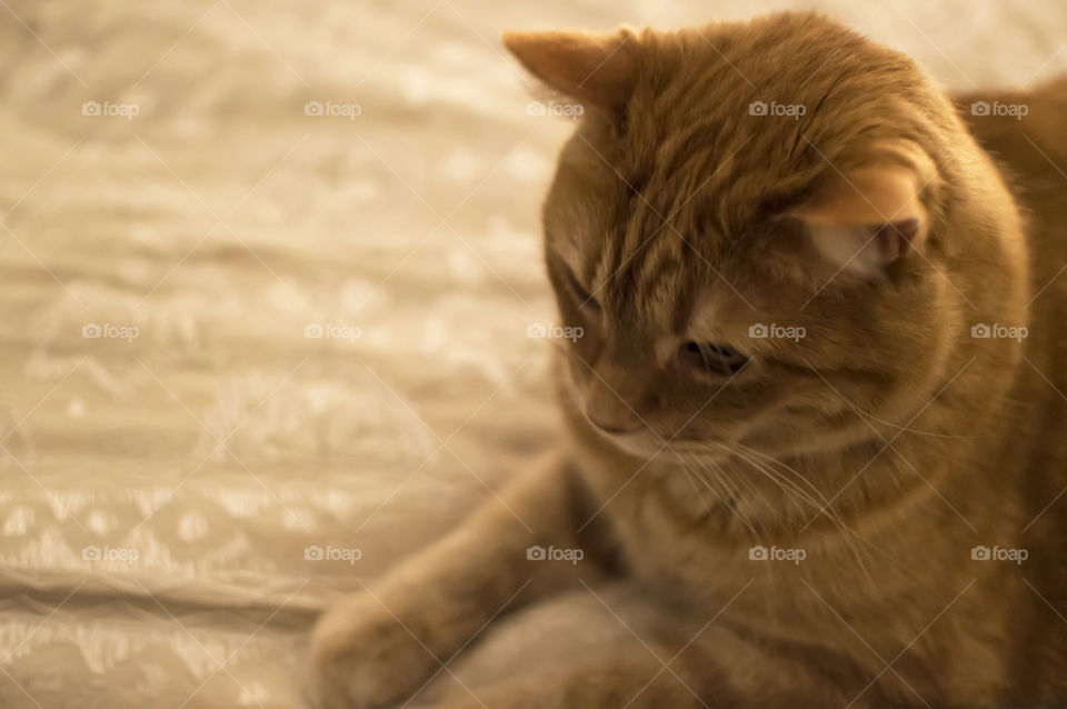 Cute cat laying down on bed in bedroom selective focus 