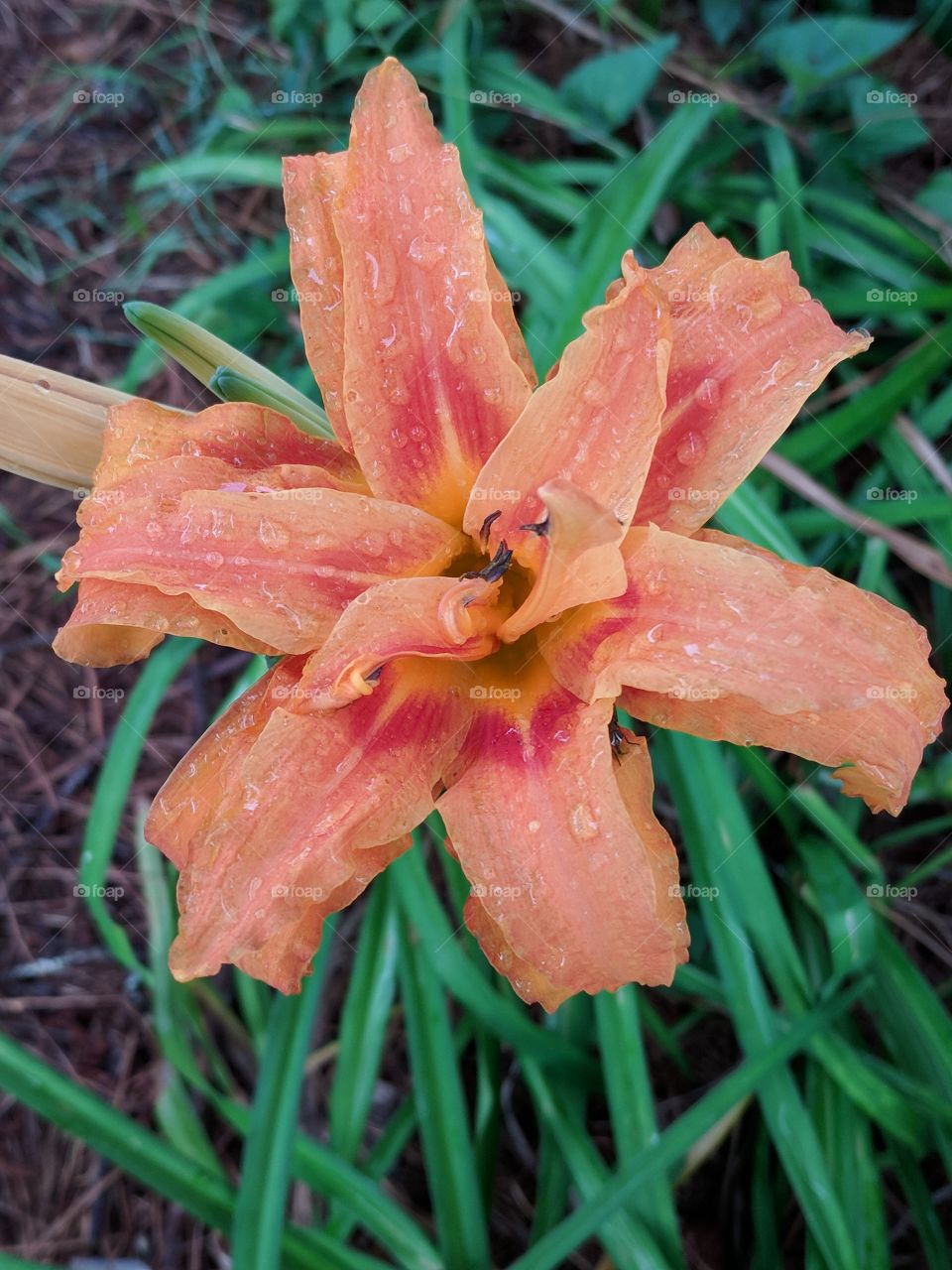 orange lily with rain drops