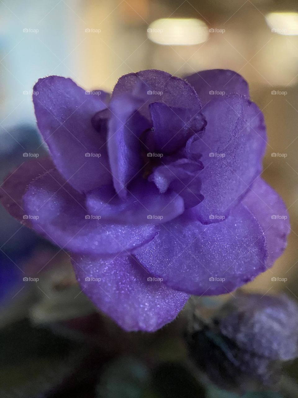 Macro photo of an African violet bloom