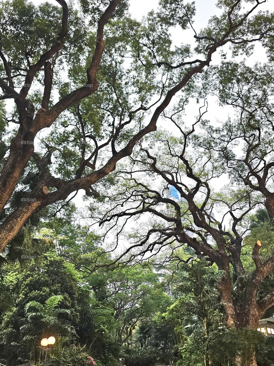 Trees at Kowloon Park, TST, Hong Kong