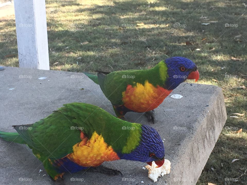 Parrots feeding 