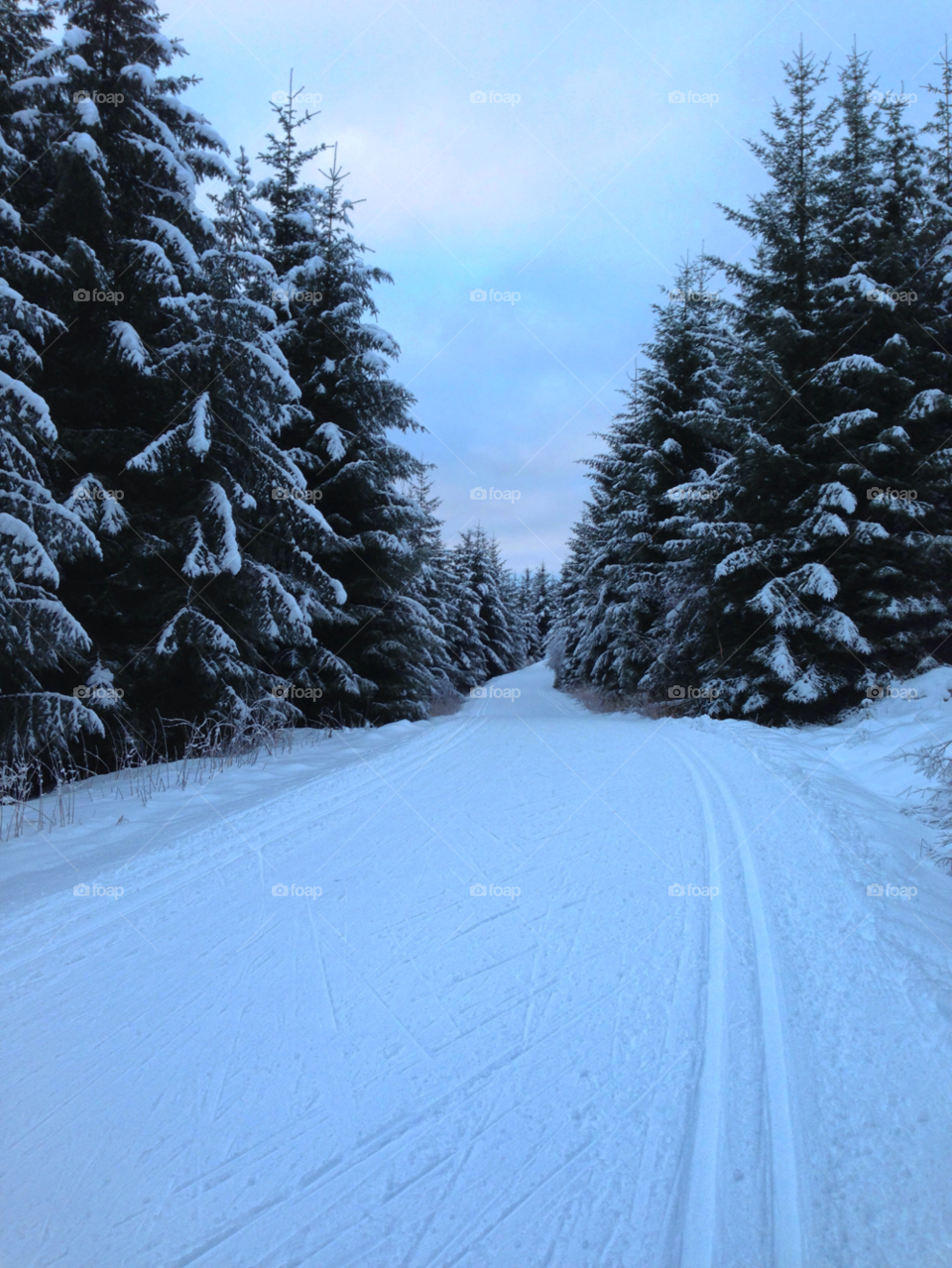 snow norway nature trees by hslysne