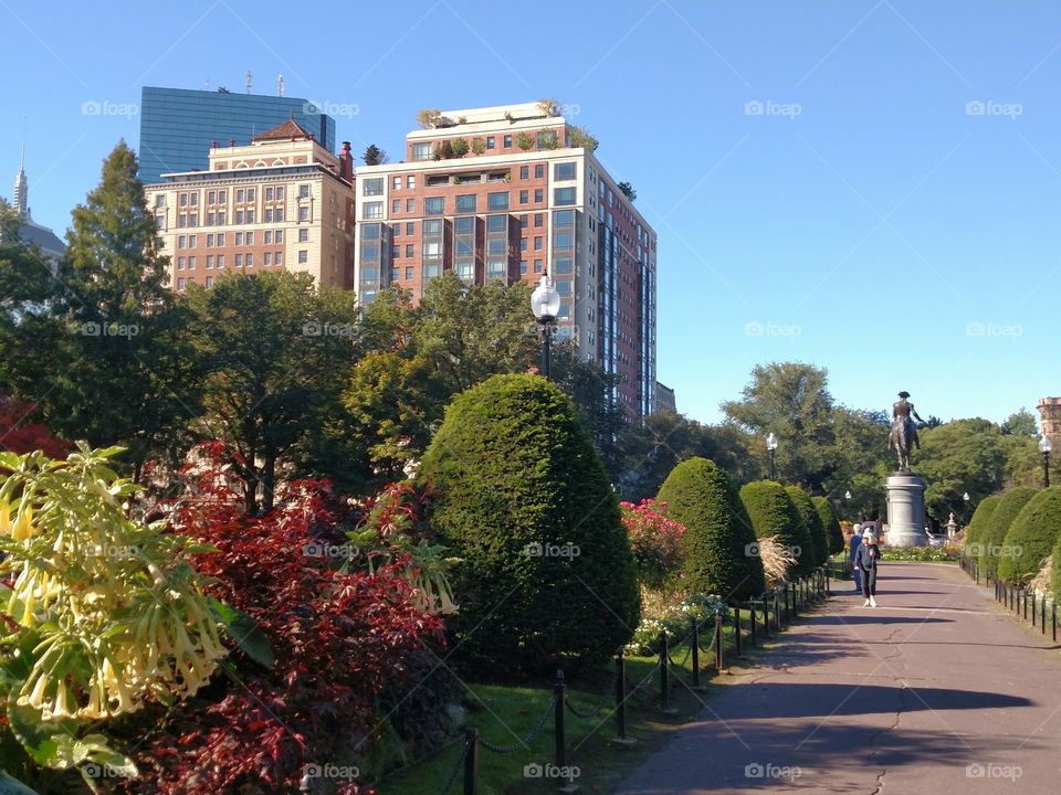 Boston Public Gardens And Buildings