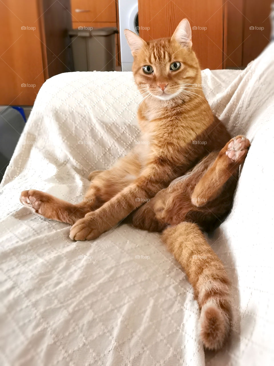 Ginger cat sitting on a sofa in a living room of a house. Funny cat concept.