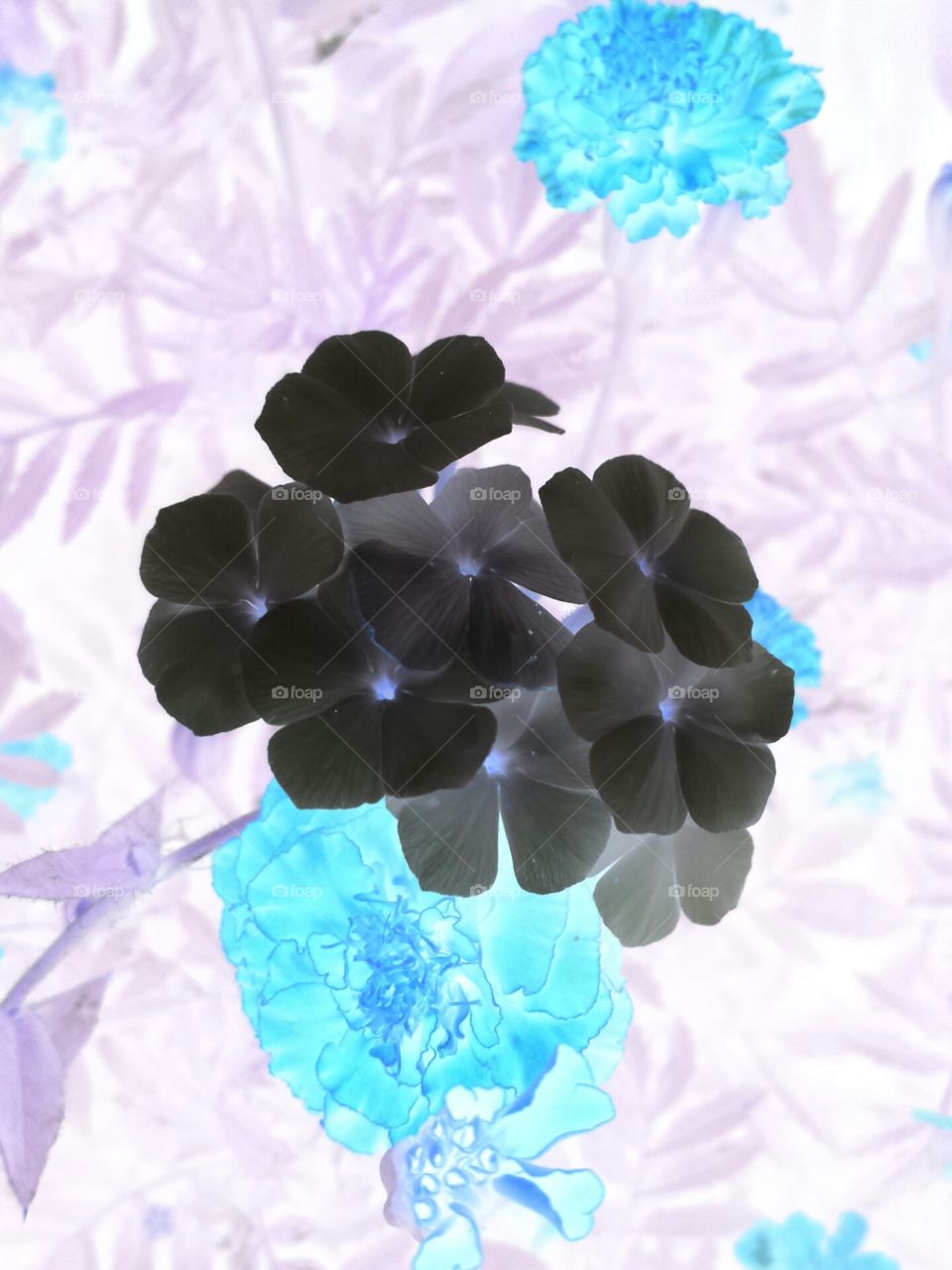 white phlox & marigolds (negative)