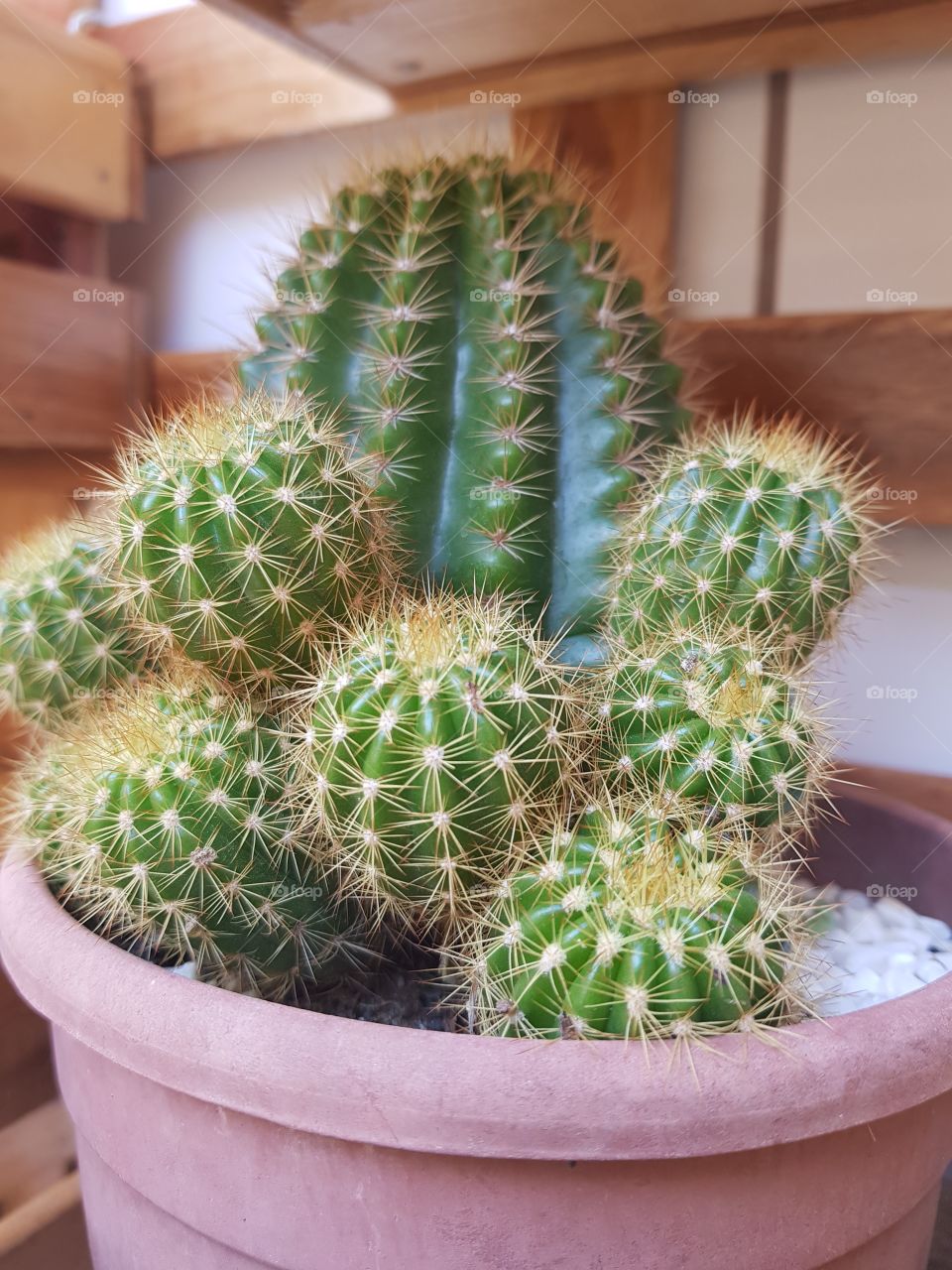 Plants Lovers - Cactos and Succulents