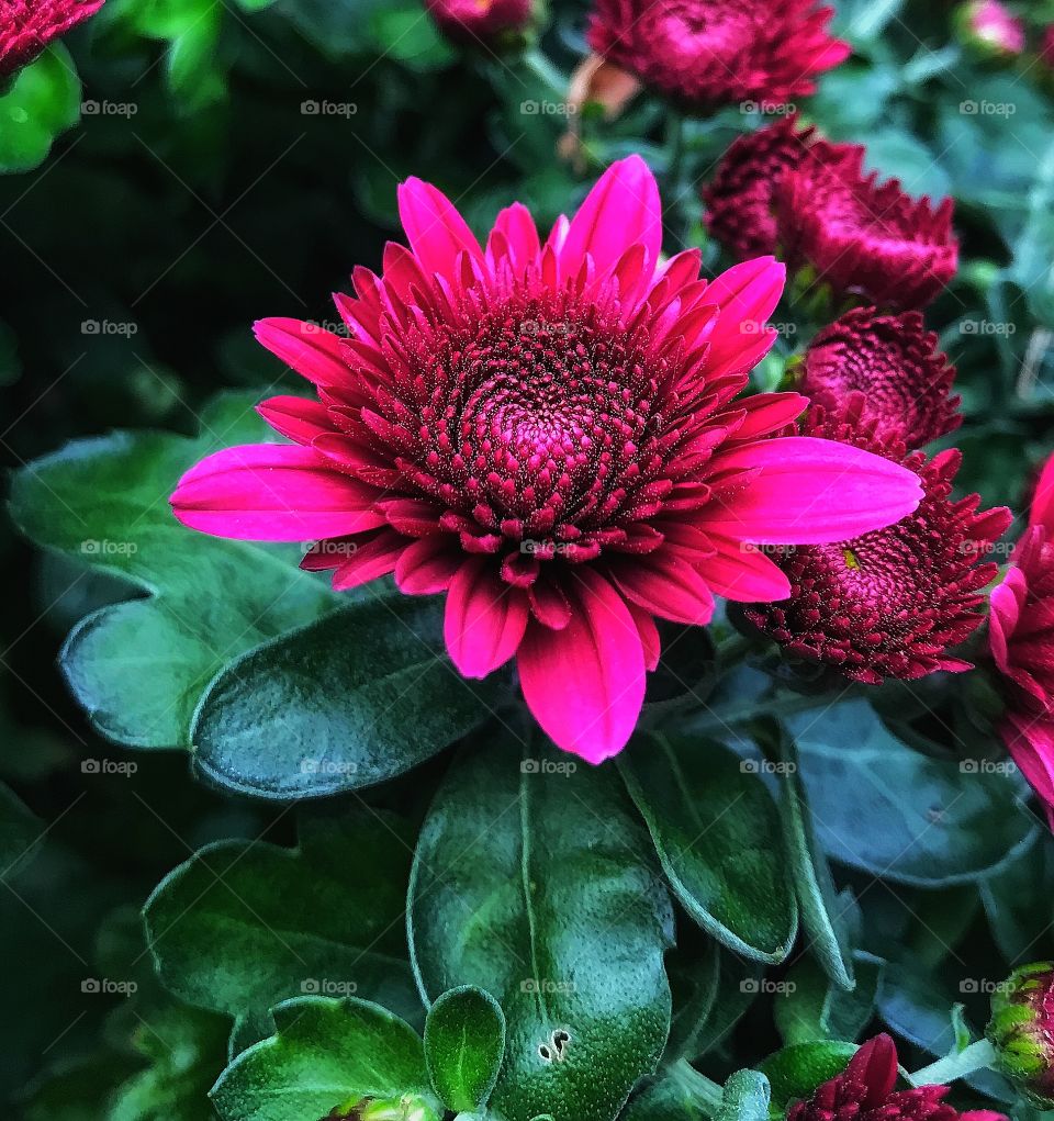 Pink flower—taken in Munster, Indiana