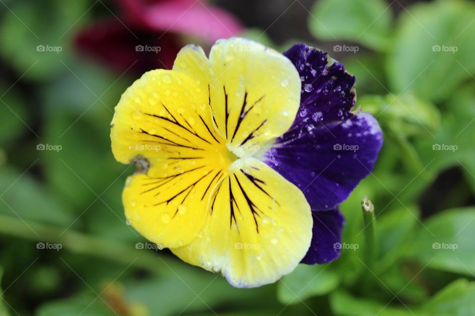 Dropletes of water on the flower