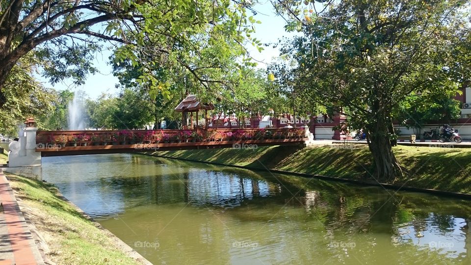 Tree, Water, River, Park, Bridge