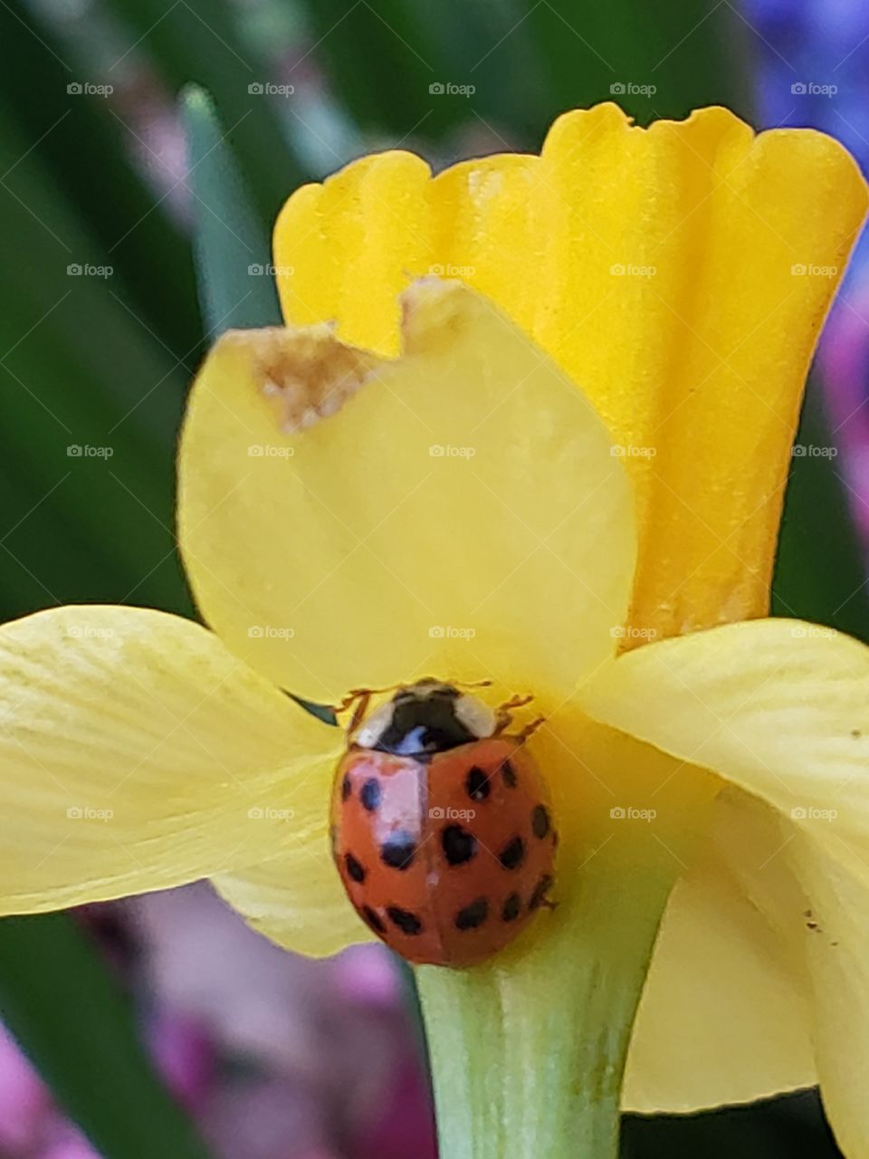 ladybug on daffodil