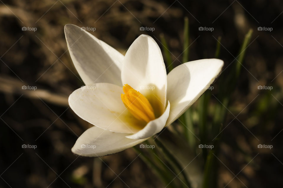 close up view of the Crocus alatavicus blossom bud . Delicate flower.  Early spring