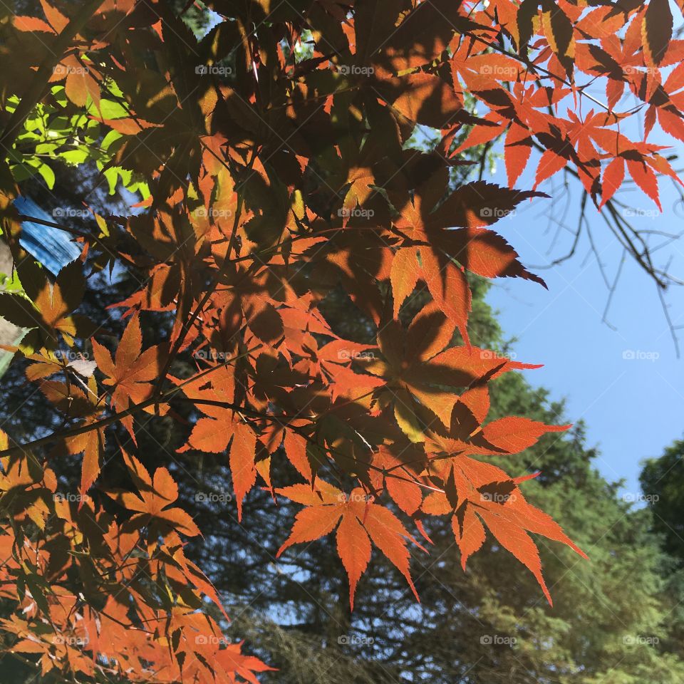 Red leaves in sunlight