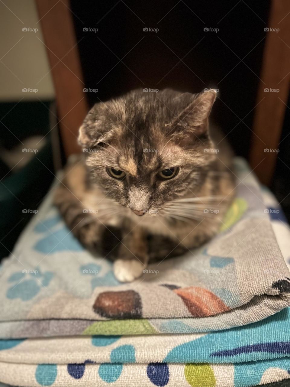Tortoiseshell tabby on folded towels