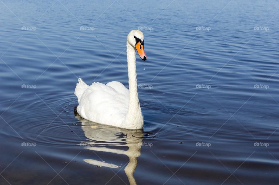 Swan