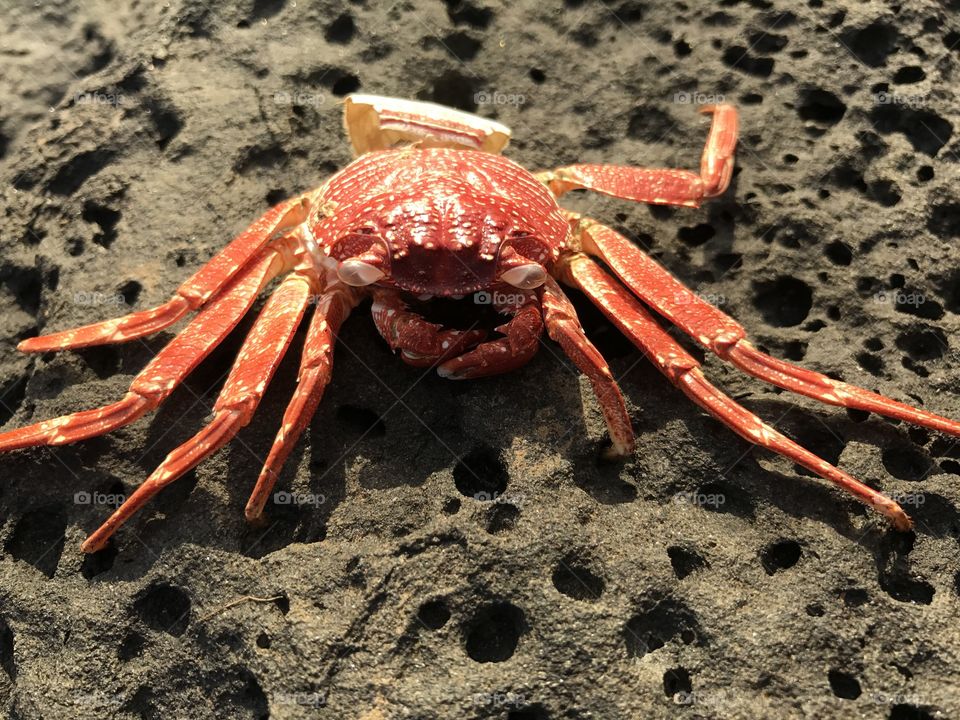 Dead crab on the beach
