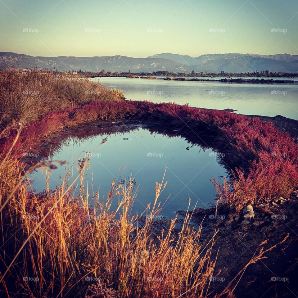 samphire marsh marshsamphire albania wetlands travel