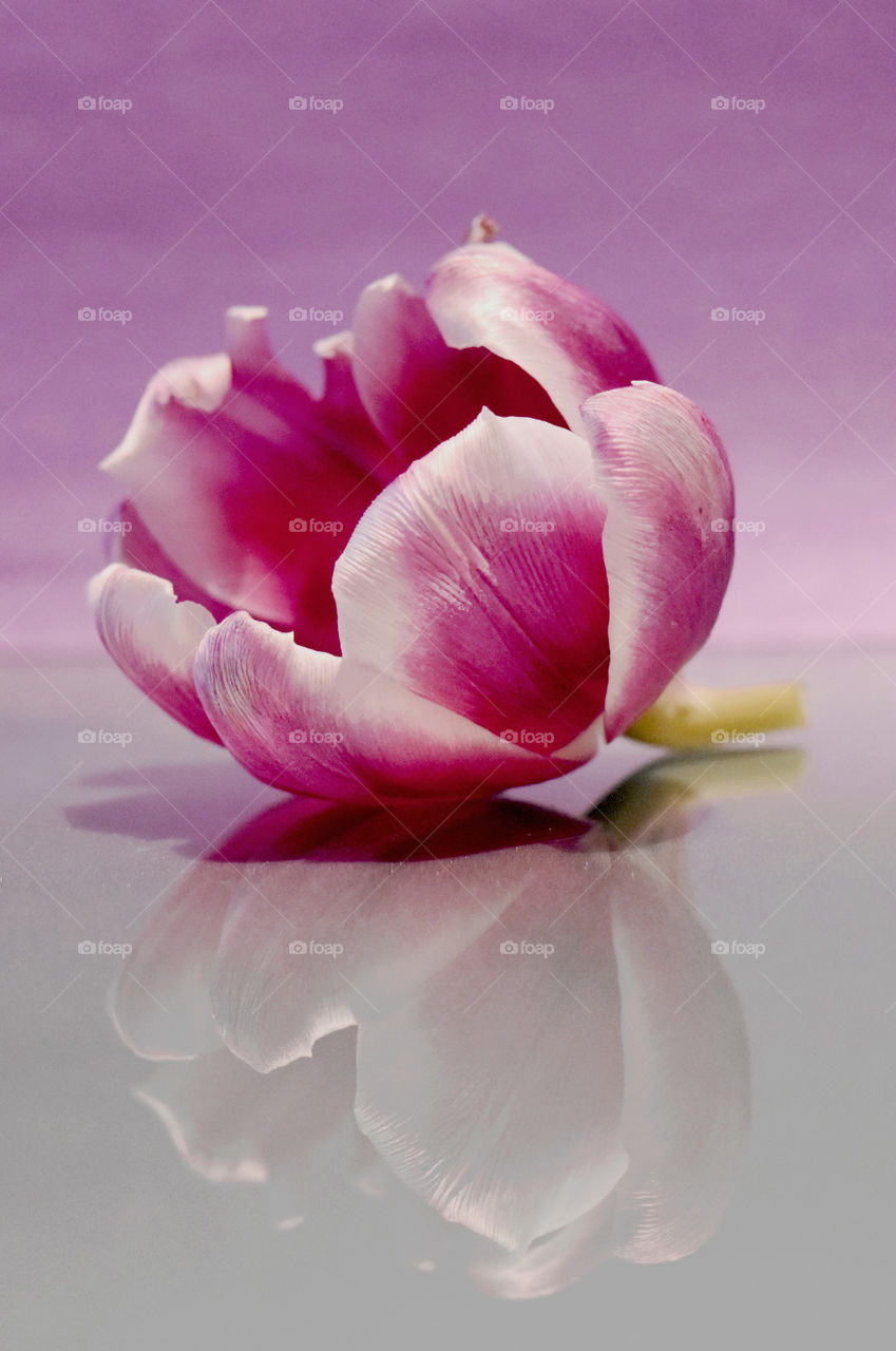 Close-up of pink flower