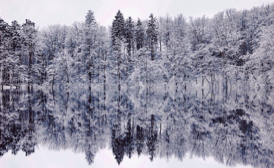 Trees reflecting in lake during winter