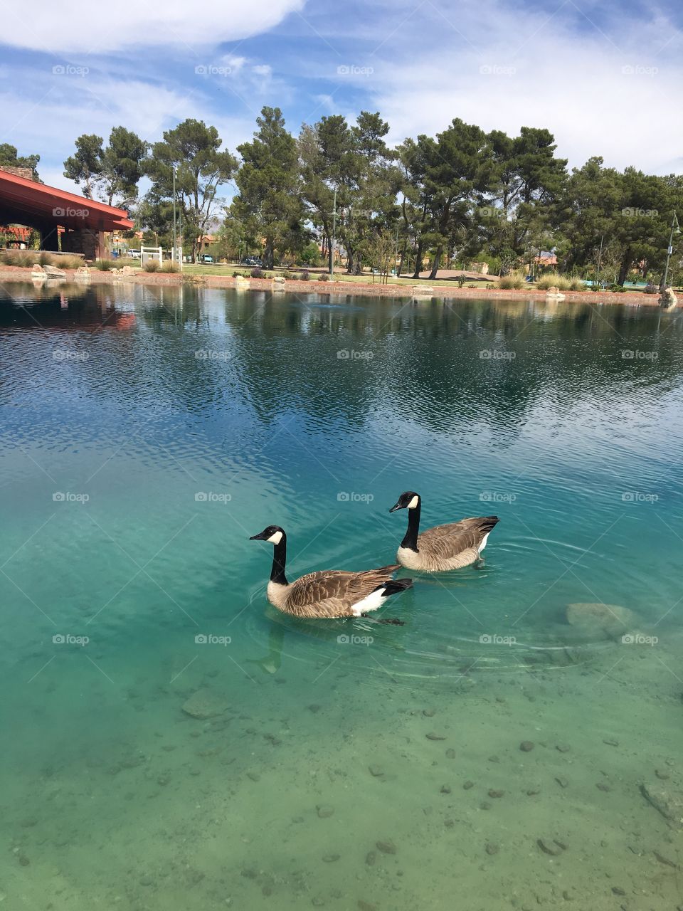 Canadian goose in lake