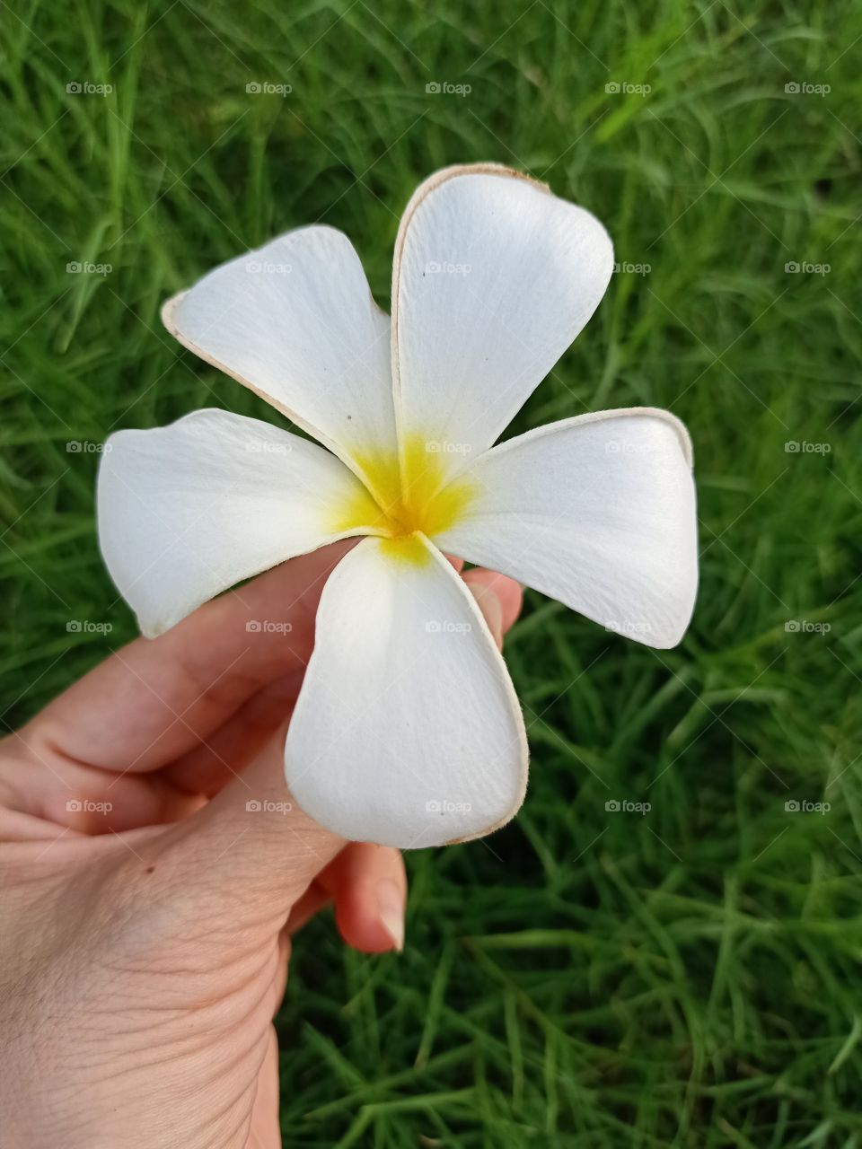 Beautiful Plumeria Flower